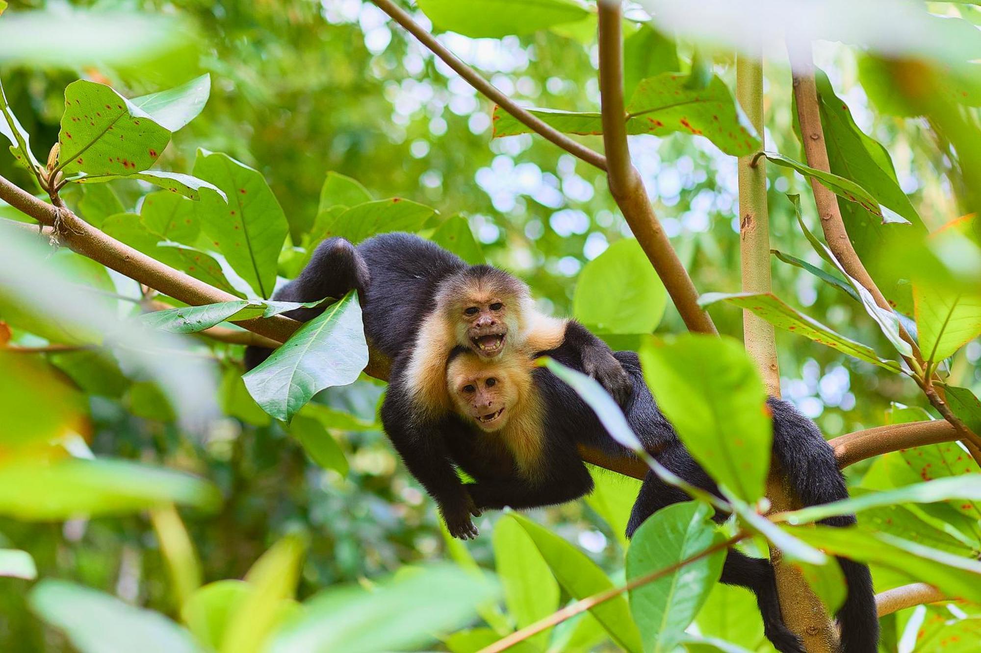 Evergreen Lodge Tortuguero Luaran gambar