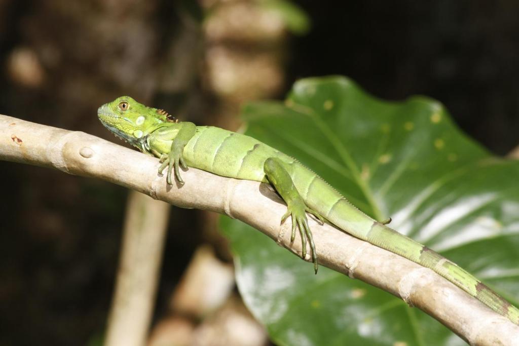 Evergreen Lodge Tortuguero Luaran gambar